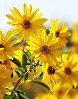 Jerusalem artichoke. Helianthus tuberosus L.