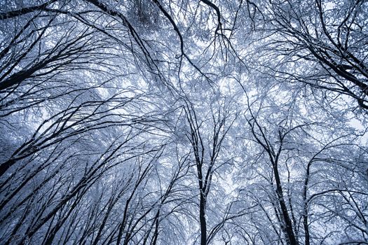  frozen trees in winter forest