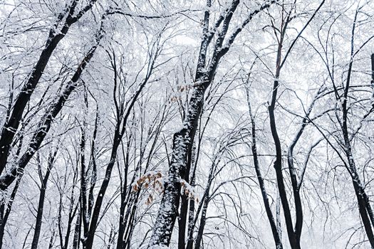  frozen trees in winter forest