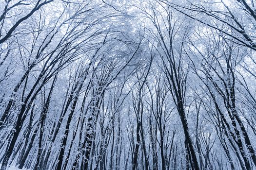  frozen trees in winter forest