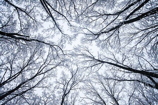  frozen trees in winter forest