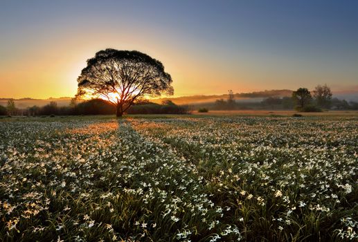 Morning on narcissus field