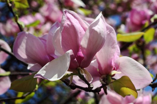 Magnolia