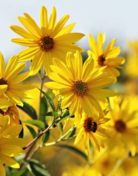 Jerusalem artichoke. Helianthus tuberosus L.