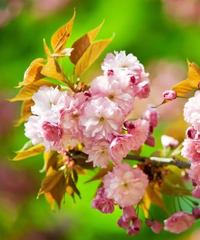 Sakura. Soft glow of Japanese cherry-tree blossoms in sun light