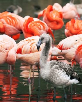 Flamingo chick. Young bird in sunny day