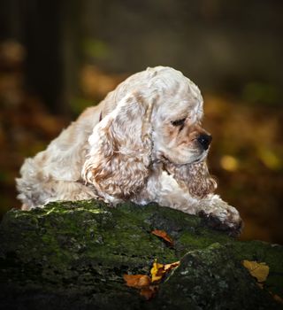 American Cocker Spaniel (1,5 years) on blured forest background
