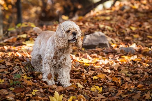 Young American cocker spaniel in autumn forest