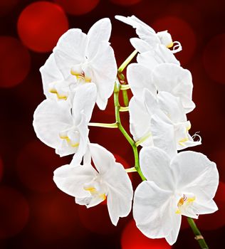 Phalaenopsis. White orchid on soft dark red background