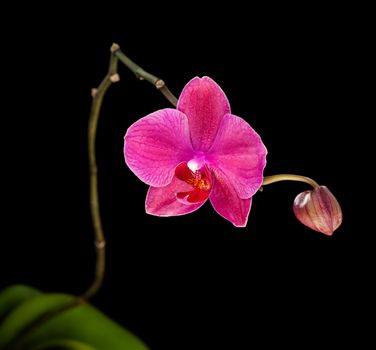 Phalaenopsis. Colorful pink orchid on black background