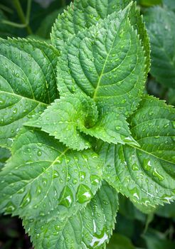 Beautiful green leaves with drops of water close-up