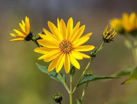 Topinambur. Jerusalem artichoke on soft nature background