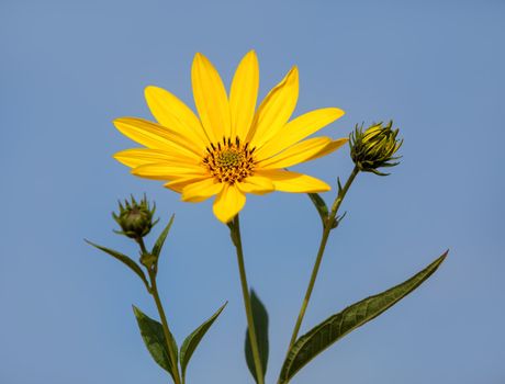 Topinambur. Jerusalem artichoke on blue sky background