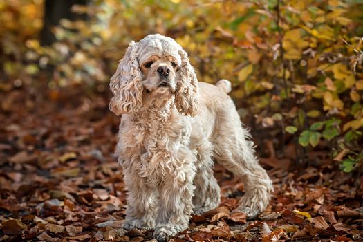 Young American cocker spaniel in autumn forest