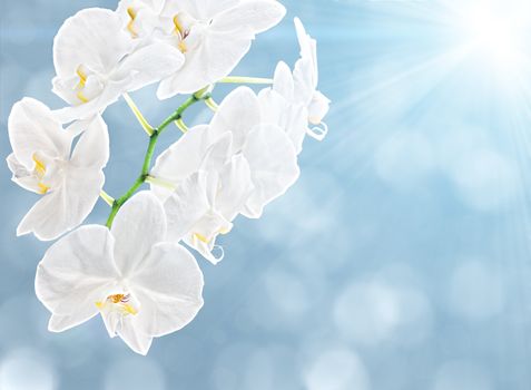 White orchid on soft blue background and sun light