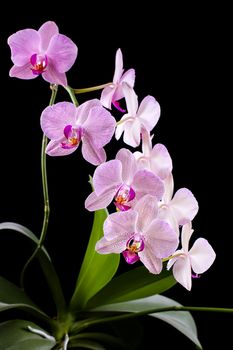 Phalaenopsis. Orchid on black background