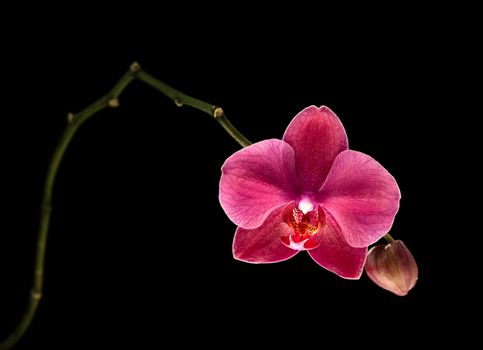 Phalaenopsis. Colorful pink orchid on black background