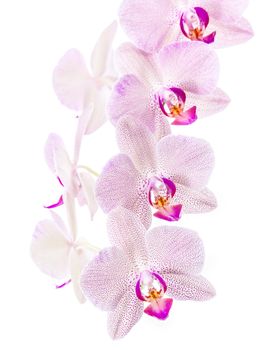 Phalaenopsis. Orchid on white background