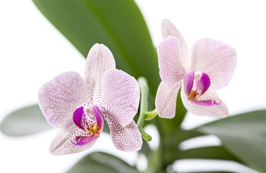 Phalaenopsis. Orchid on white background