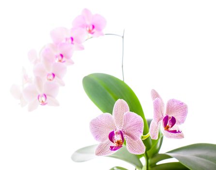 Phalaenopsis. Orchid isolated on white background