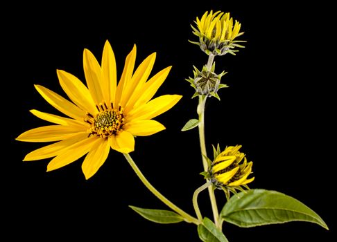 Topinambur. Jerusalem artichoke isolated on black background
