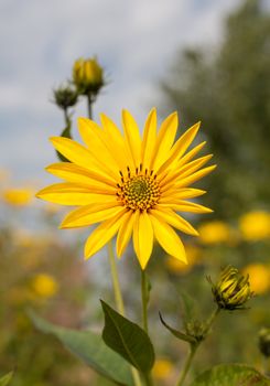 Topinambur. Jerusalem artichoke on soft nature  background