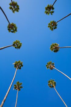 LA Los Angeles palm trees in a row typical California Washingtonia filifera