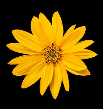 Topinambur. Jerusalem artichoke isolated on black background
