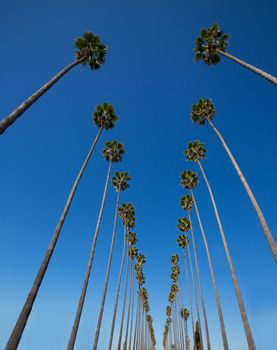 LA Los Angeles palm trees in a row typical California Washingtonia filifera