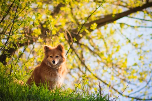 The Red Dog Sitting On A Grass Basks In The Sun