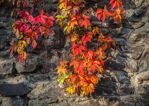 autumn background of wild grapes