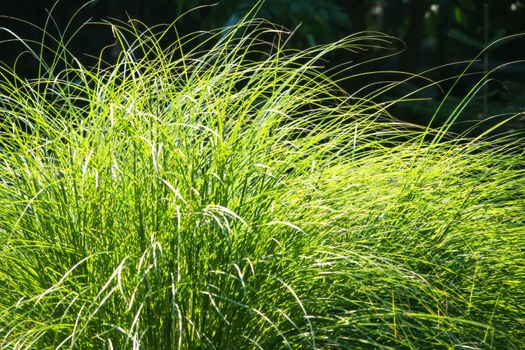 Soft nature background. Long leaves of grass illuminated by sun