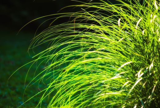 Soft nature background. Long leaves of grass illuminated by sun