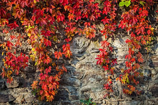 autumn background of wild grapes