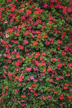 Colorful floral background from small flowers