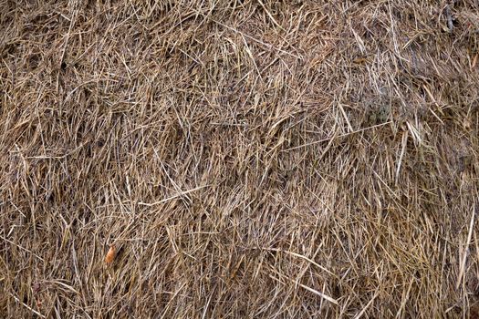 Straw background. Agricultural and natural texture