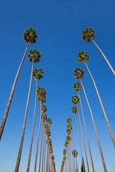 LA Los Angeles palm trees in a row typical California Washingtonia filifera