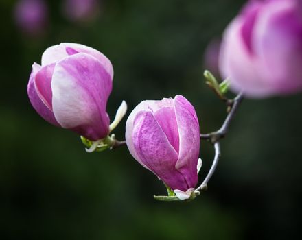 Springtime. Pink magnolia tree blossoms