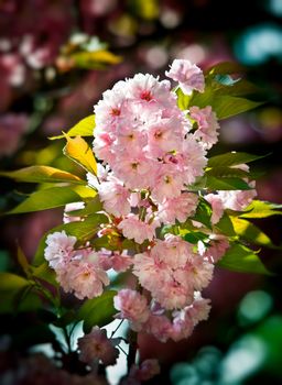 Soft glow of Japanese cherry-tree blossoms in sun light