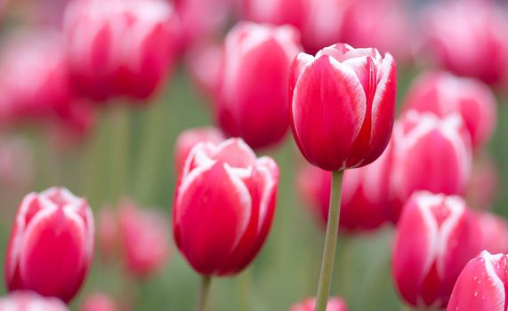 Pink tulips on a soft floral background