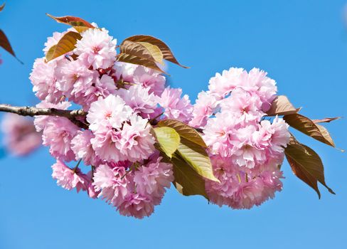 Soft pink Japanese cherry-tree blossom. Sakura