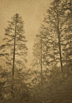 Pine Forest. Toned, grunge vintage photo