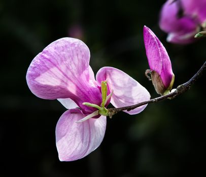 Springtime. Pink magnolia tree blossoms