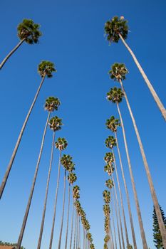 LA Los Angeles palm trees in a row typical California Washingtonia filifera