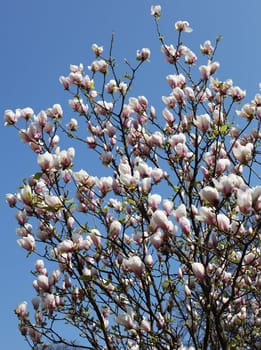 Magnolia trees over blue sky