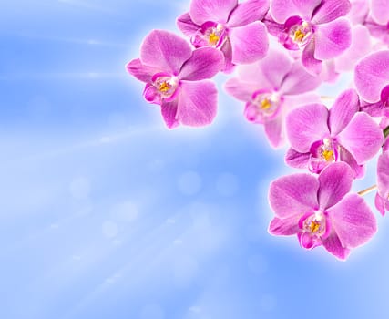Colorful pink orchid on abstract blurred background
