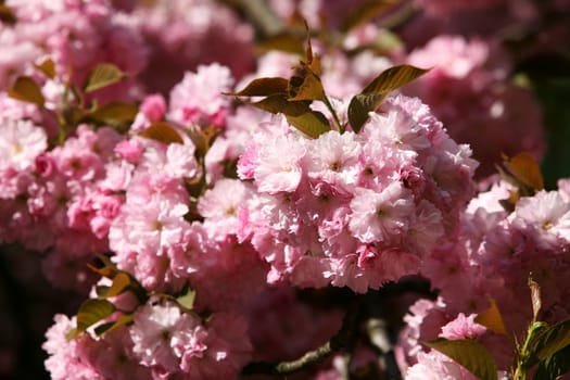 Sakura. Soft glow of Japanese cherry-tree blossoms in sun light