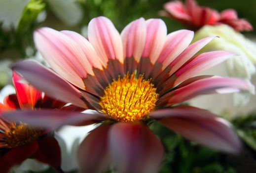 Beautiful flower