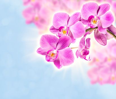 Colorful pink orchid soft blue background with light beams