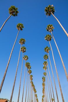 LA Los Angeles palm trees in a row typical California Washingtonia filifera